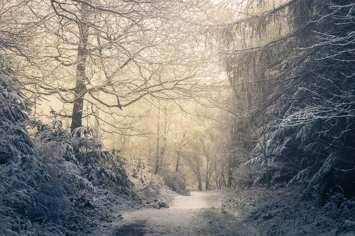 Snow in Sned Wood, Herefordshire