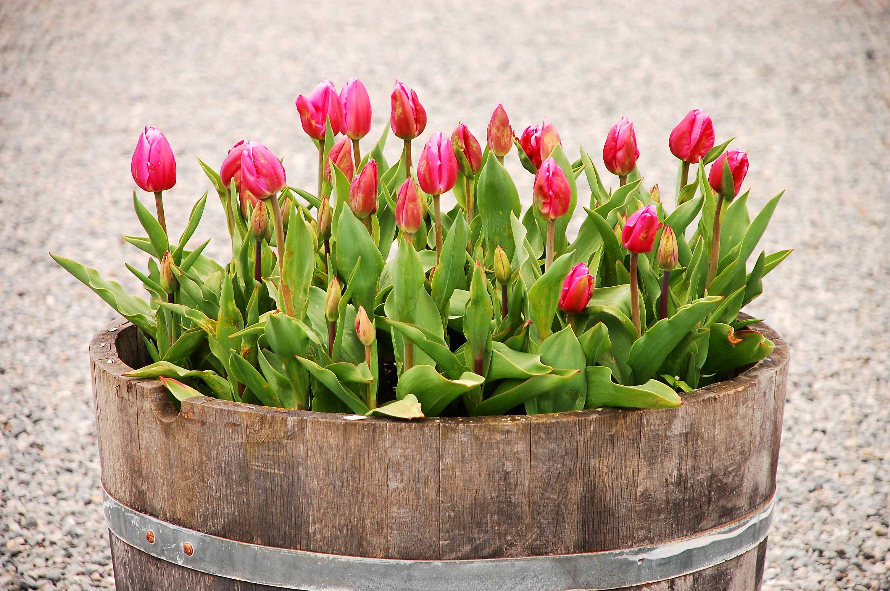 Decking Planter