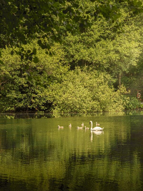 ABI Roecliffe holiday home for sale at Pearl Lake Country Holiday Park, Herefordshire - lake photo