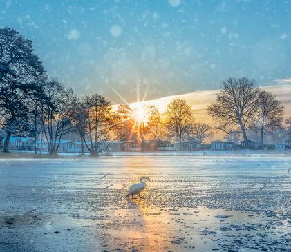 Winter blues - swan walking on ice at Pearl Lake