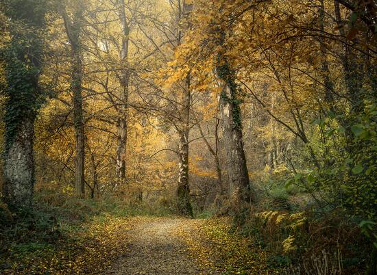 Pearl Lake woodland walk in full autumn colours photo