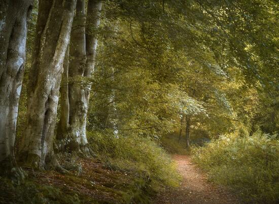Wapley Hill Fort woodland walks