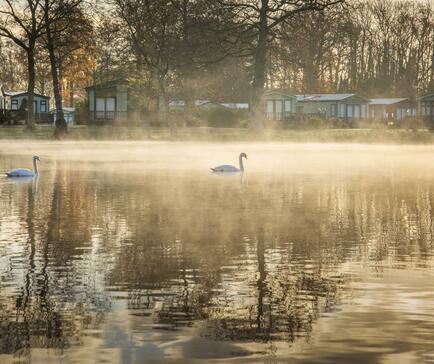 Swans in winter morning mist at Pearl Lake photo