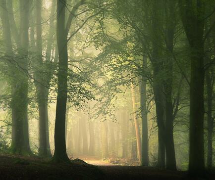 Wapley Hill Fort. Enchanting forest walks near Rockbridge Park