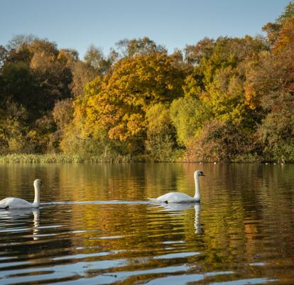 Autumn swans at Pearl Lake - photo