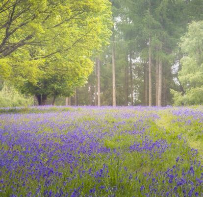 Bluebell woodland near to Pearl Lake photo
