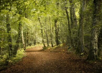 Woodland photograph at Pearl Lake Country Holiday Park