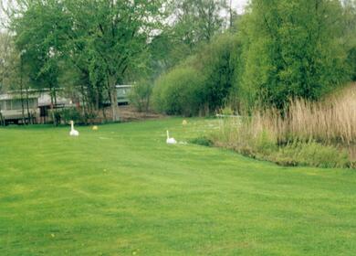 Caravans on the edge of the lake with passing swans photo.