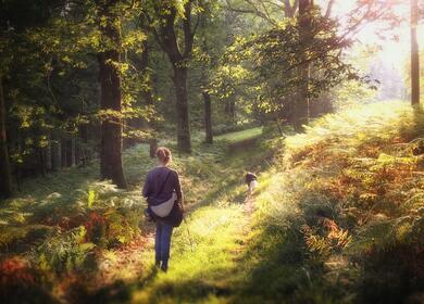 Woodland walsking on the Welsh Border photo