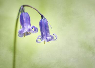 Woodland bluebell photo
