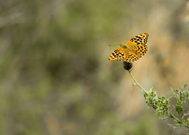 Butterfly photo