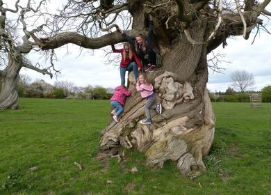 Ancient trees at Croft Castle Croft Castle & Gardens