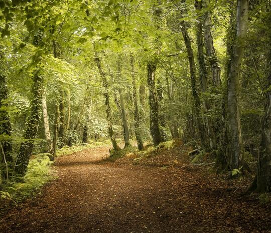 Woodland photograph at Pearl Lake Country Holiday Park