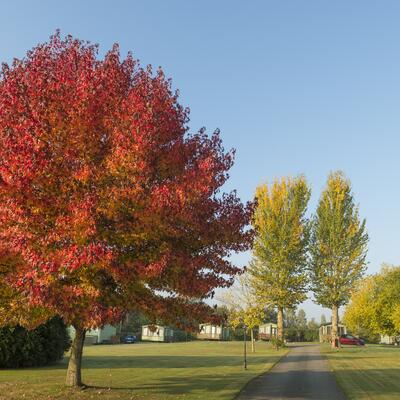 Atlas Sherwood Lodge for sale at Arrow Bank - plot location photo