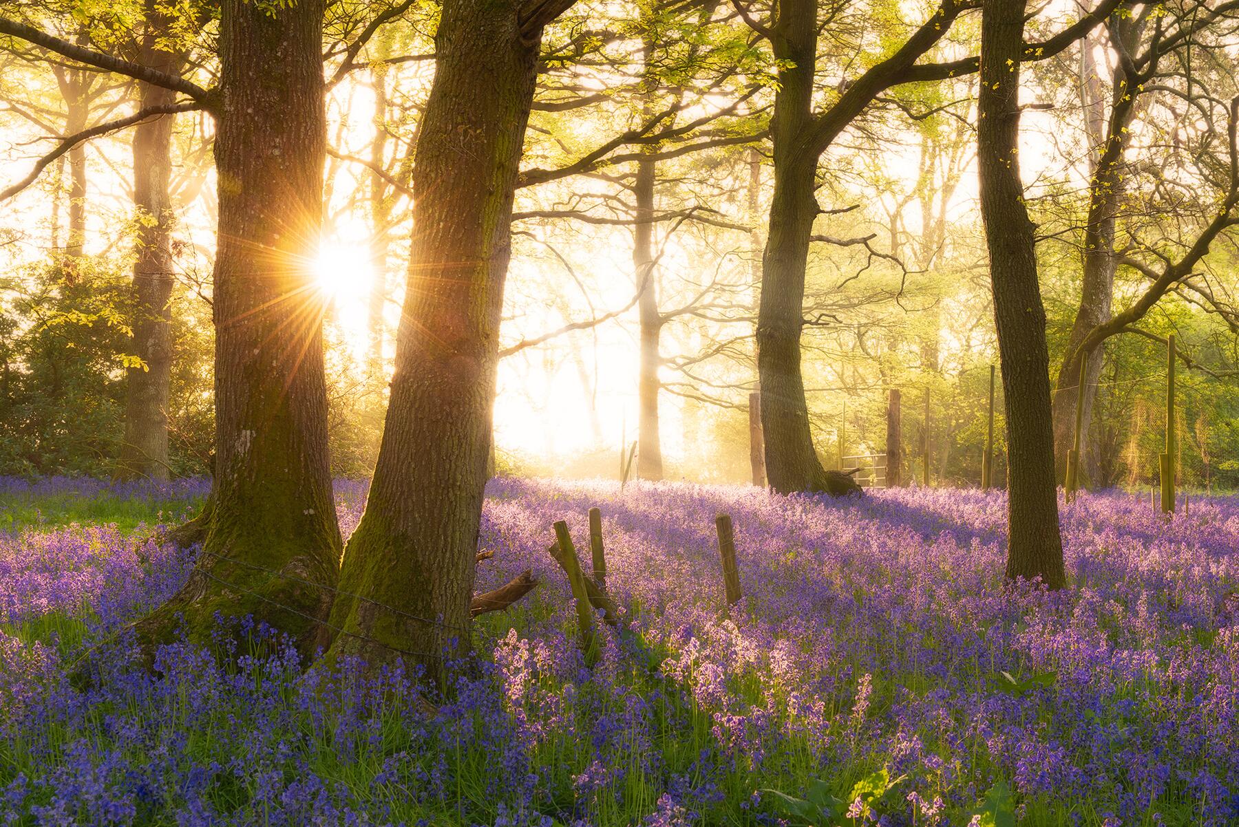 Bluebell-Woodland-Sunrise-Knighton