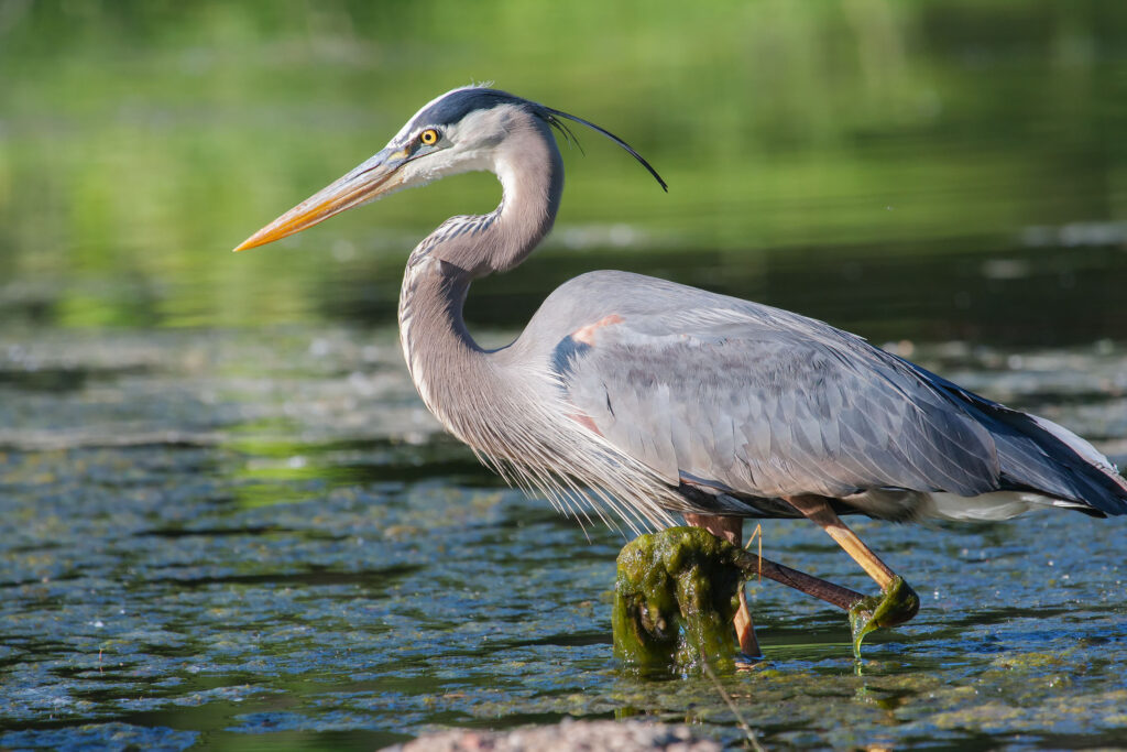 Discover Parks Wildlife Haven