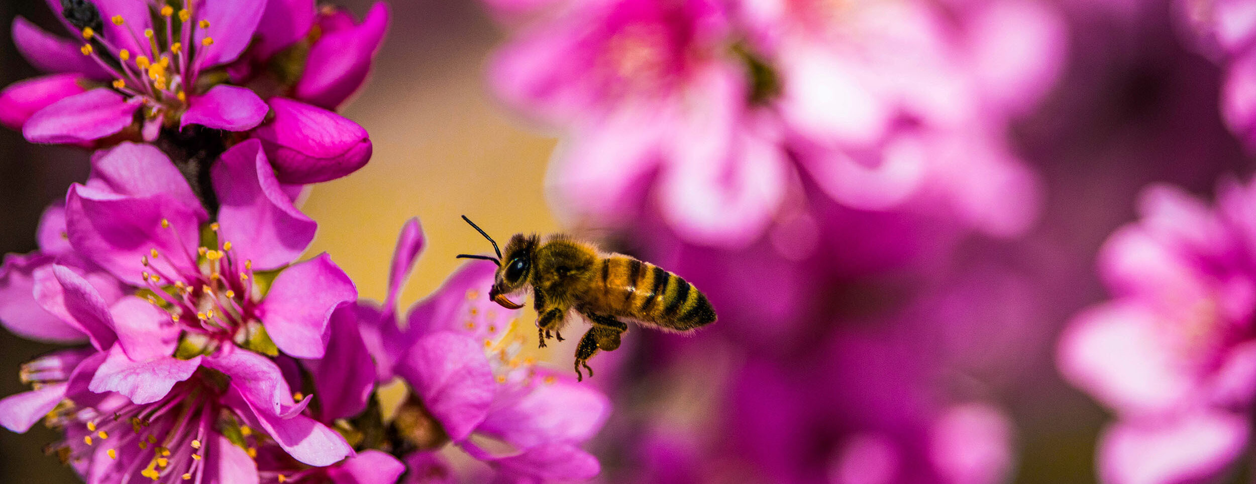 Bee Friendly Parks - Discover Parks
