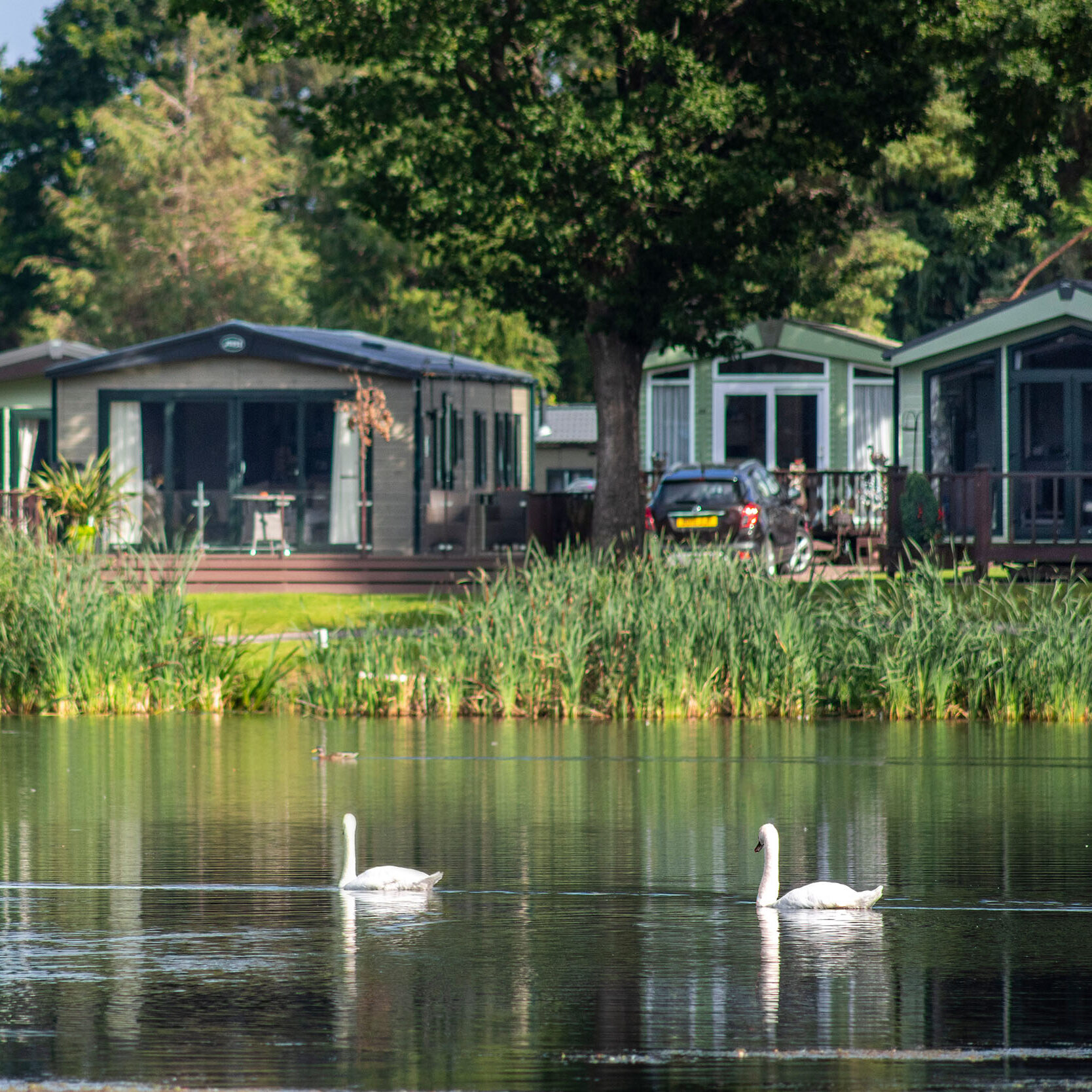 Discover Parks Pearl Lake Swans