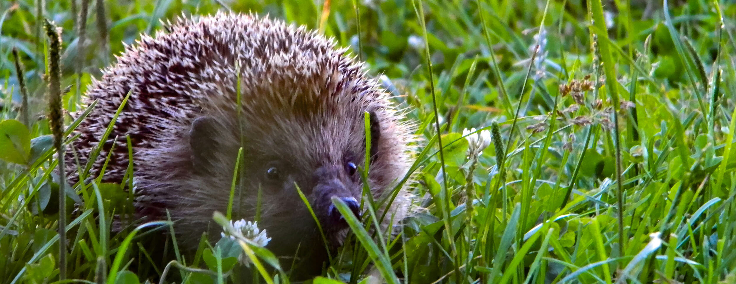 Hedgehogs Discover Parks