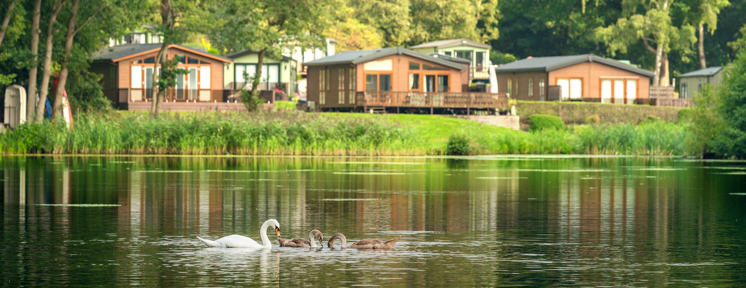 Discover Parks Pearl Lake - Swans