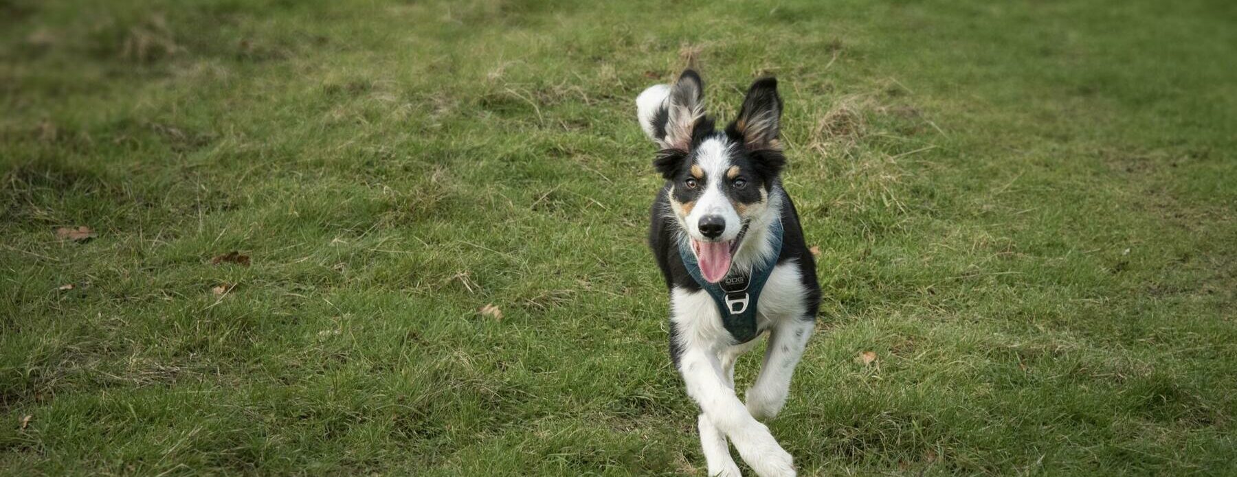 Dog Excited - Holiday Park