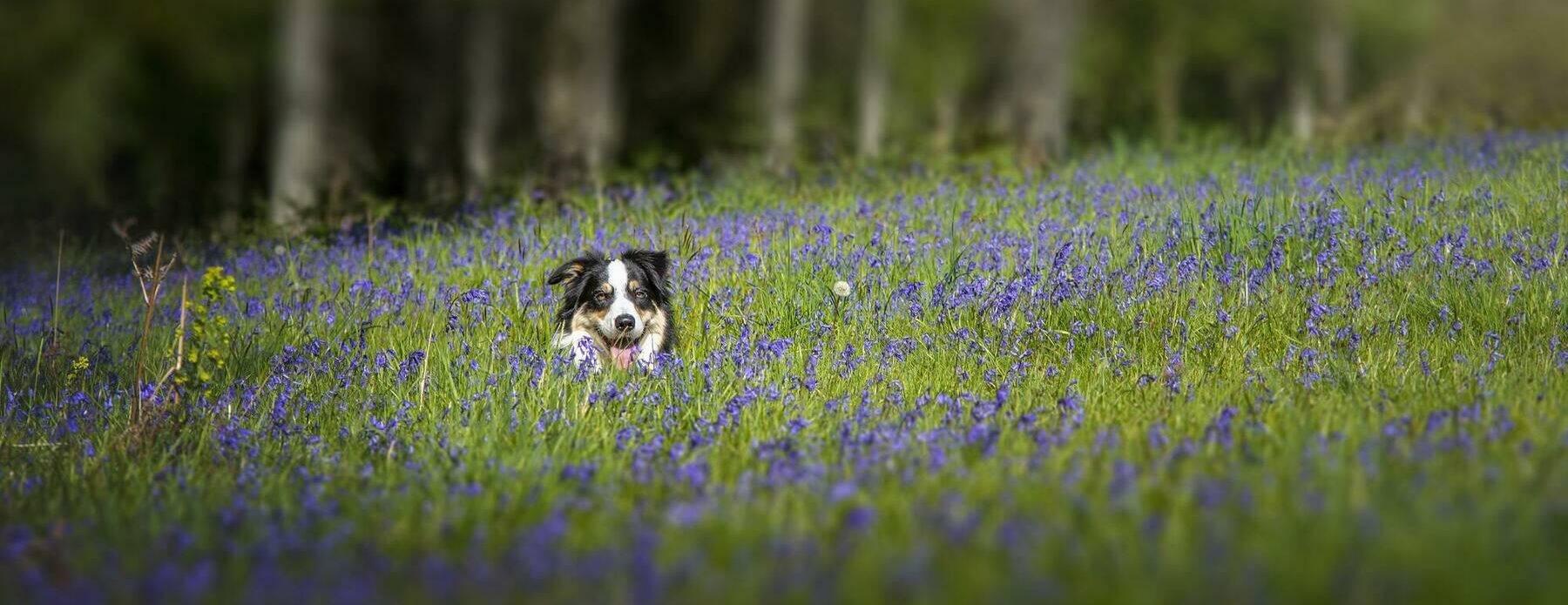 Dog Friendly Holiday Parks - Discover Parks