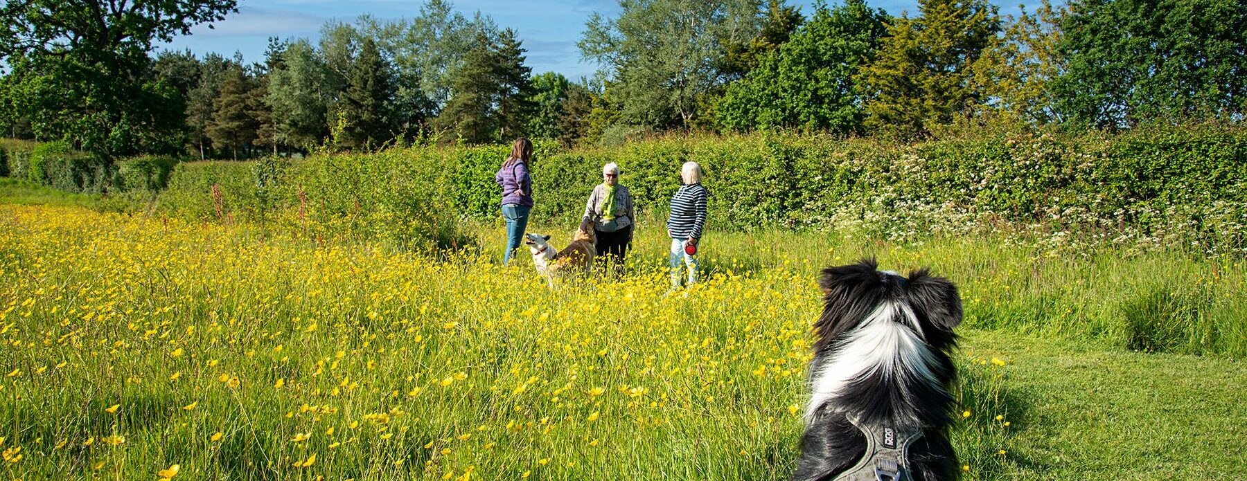Dog Friendly Park - Pearl Lake - Discover Parks