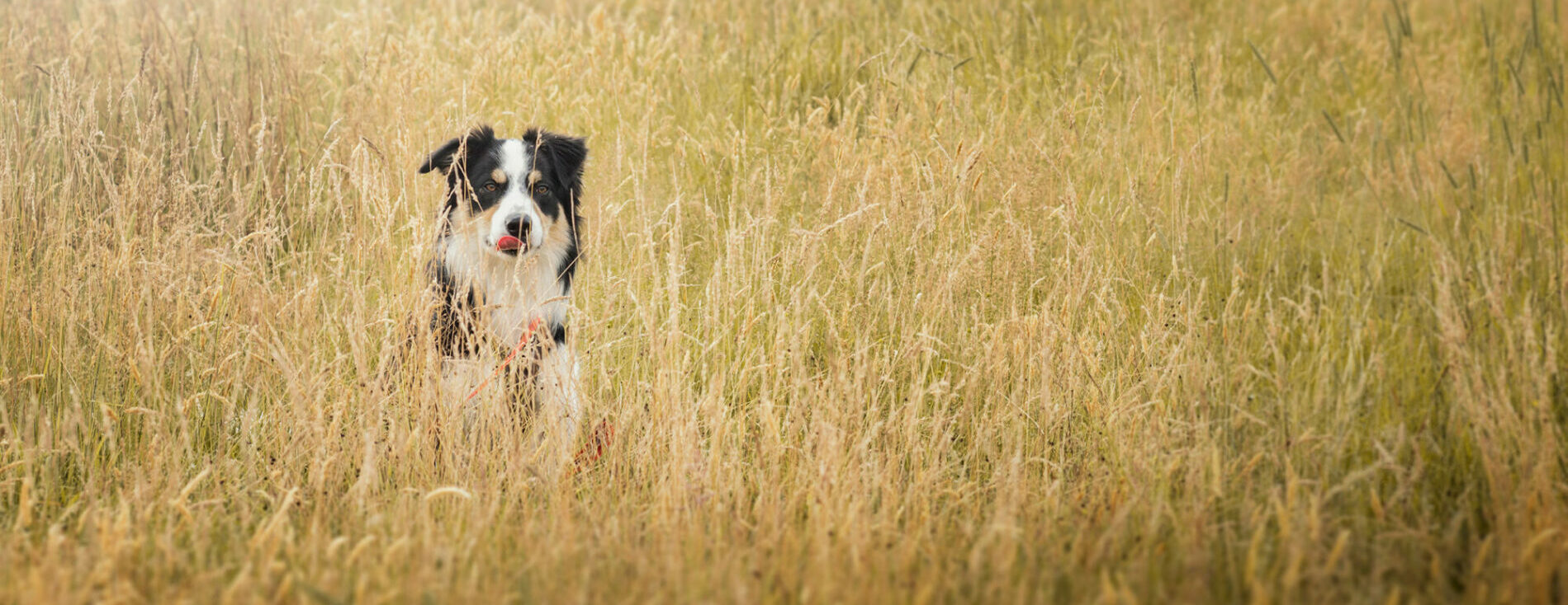 Dog walking through meadow at Arrow Bank Holiday Park