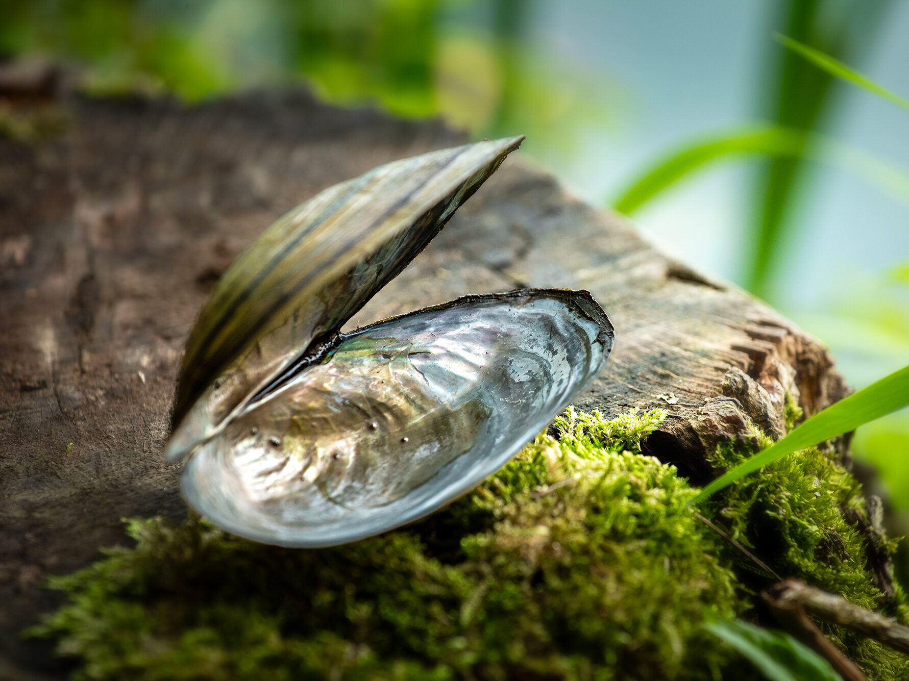 Swan mussels at Pearl Lake