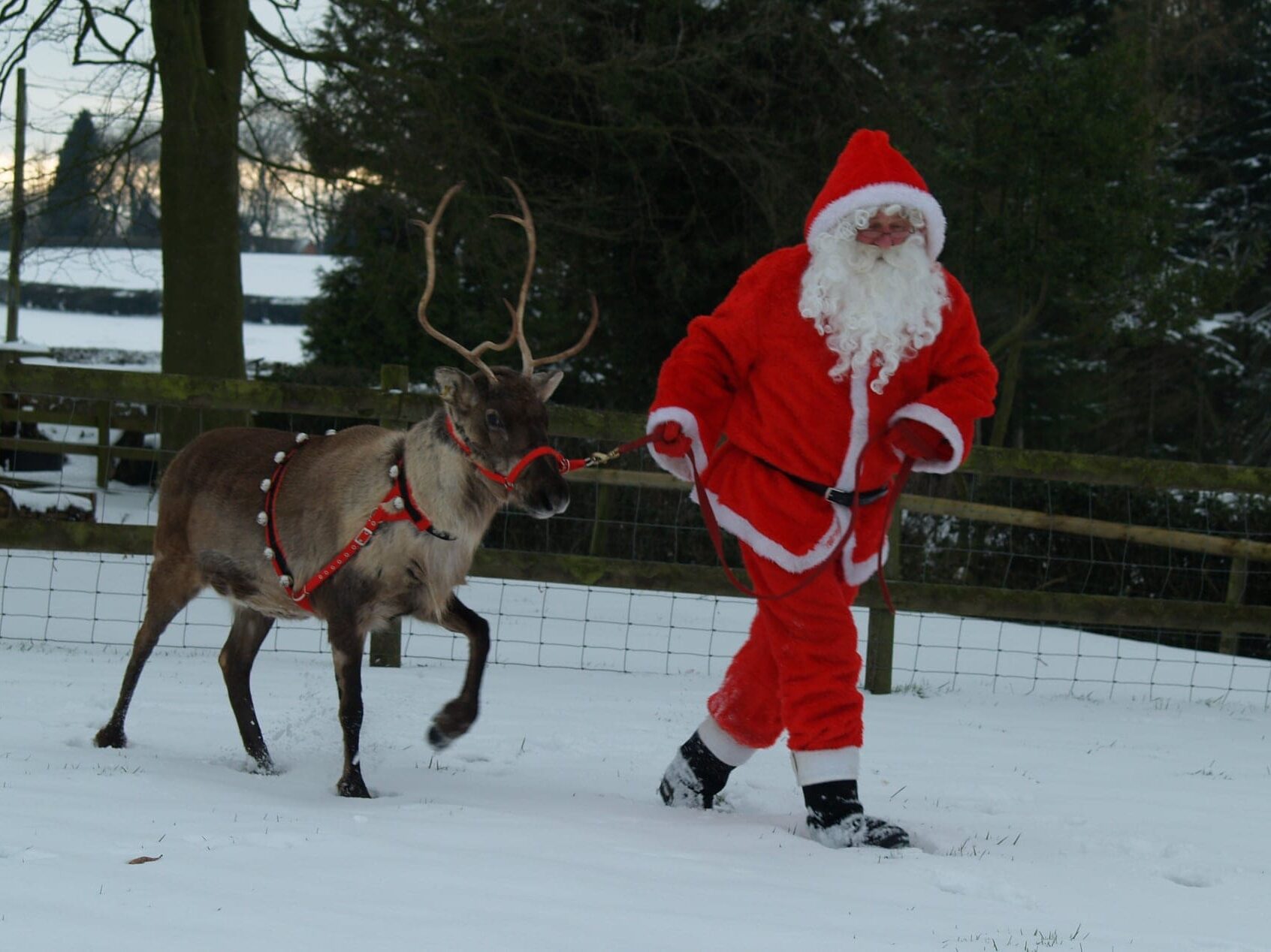 Santa Claus walking through the snow with a reindeer at Kington Small Breeds Farm during the Christmas Lights with the Animals event.