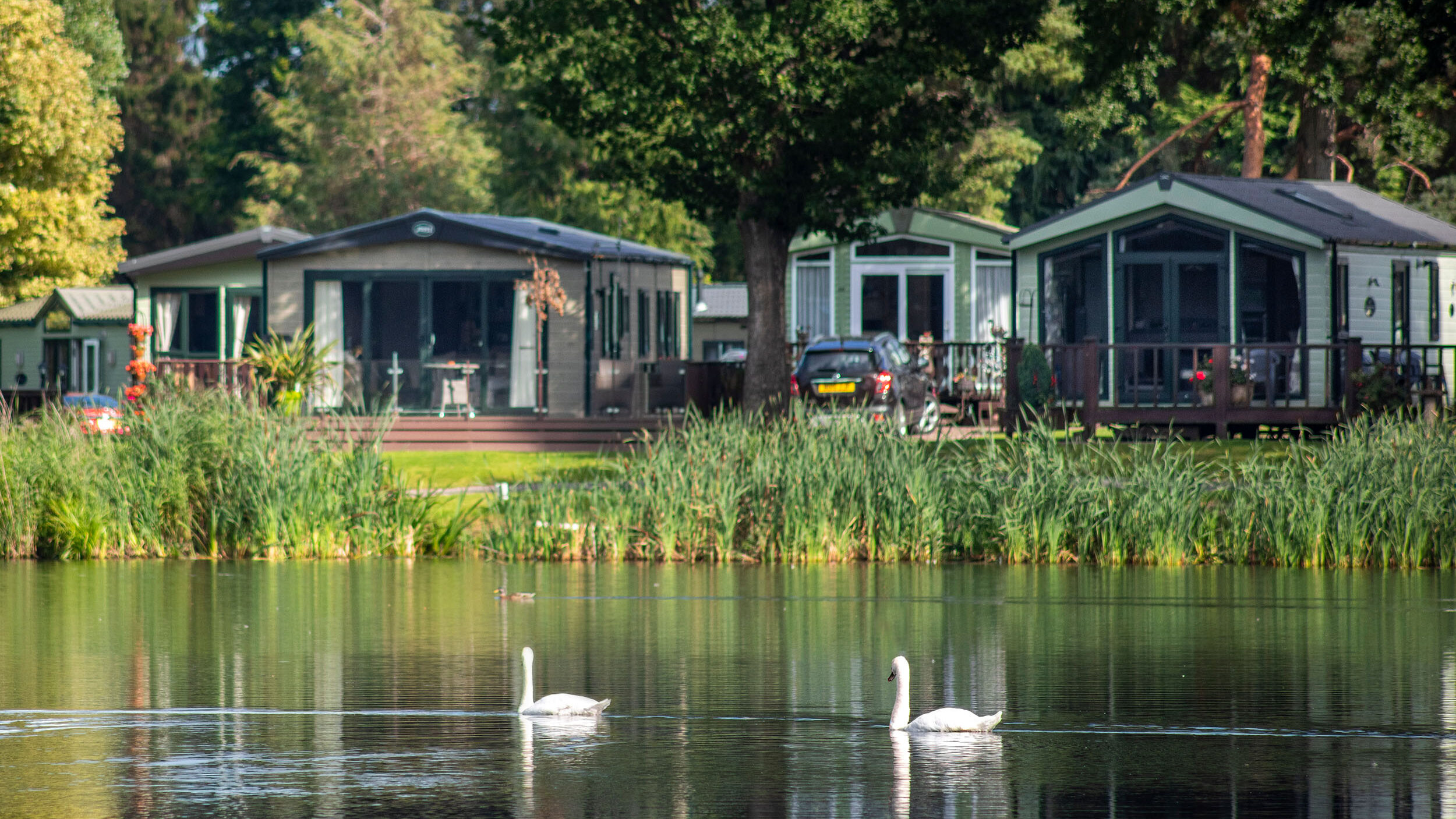Discover Parks Pearl Lake Swans