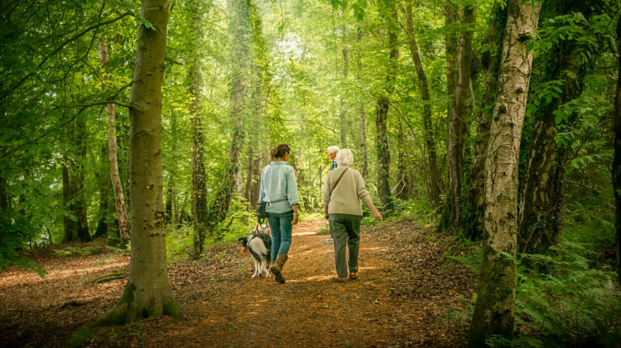 Woodland walks with the family at Pearl Lake caravan park photo