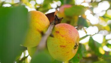Herefordshire is cider apple country